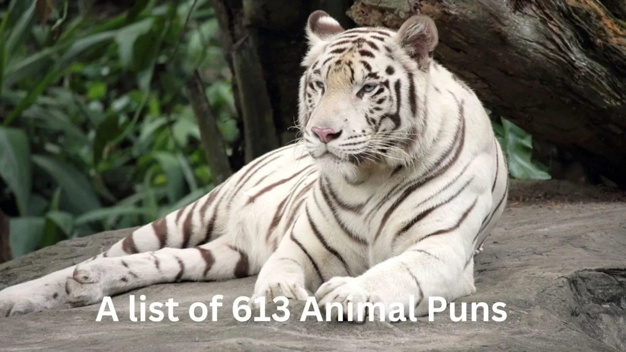 Animal Puns