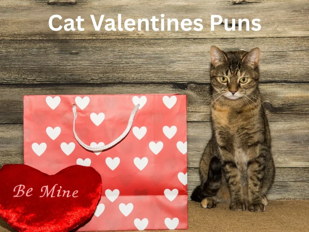 Cat Valentines Puns 