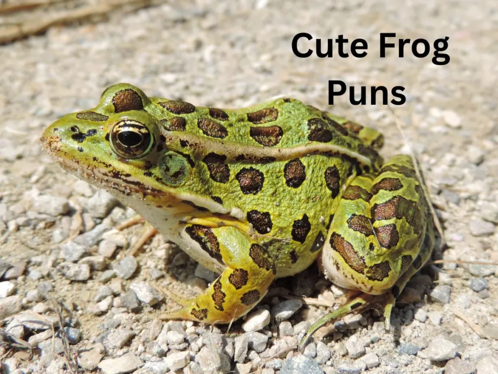  Cute Frog Puns