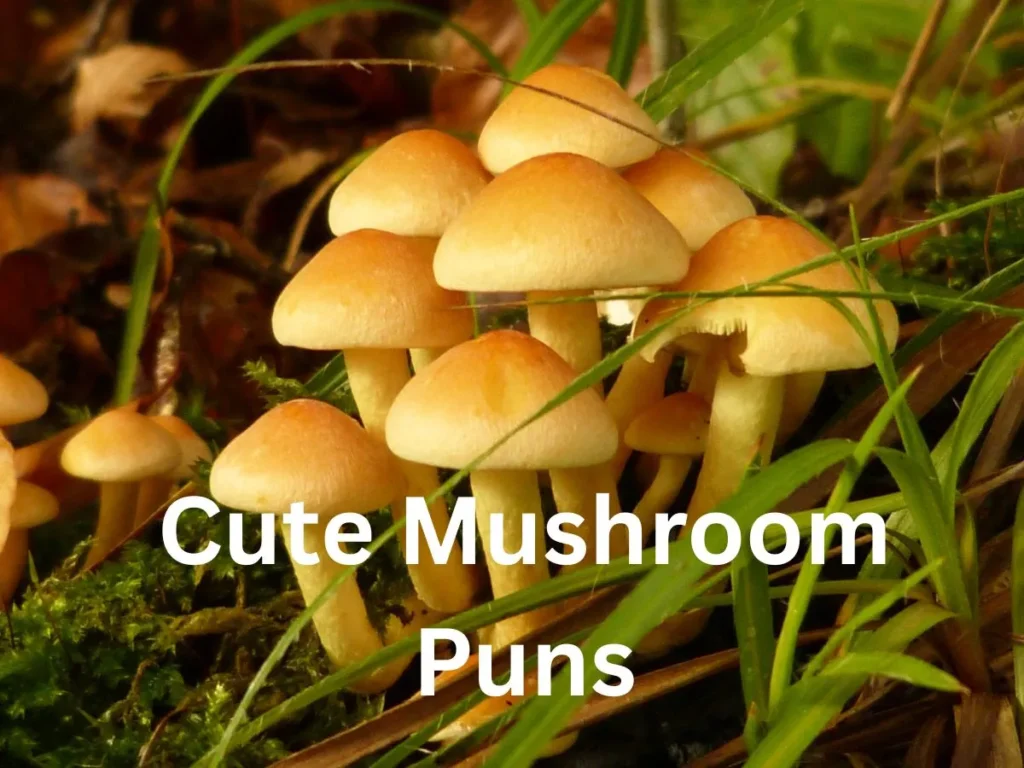 Cute Mushroom Puns