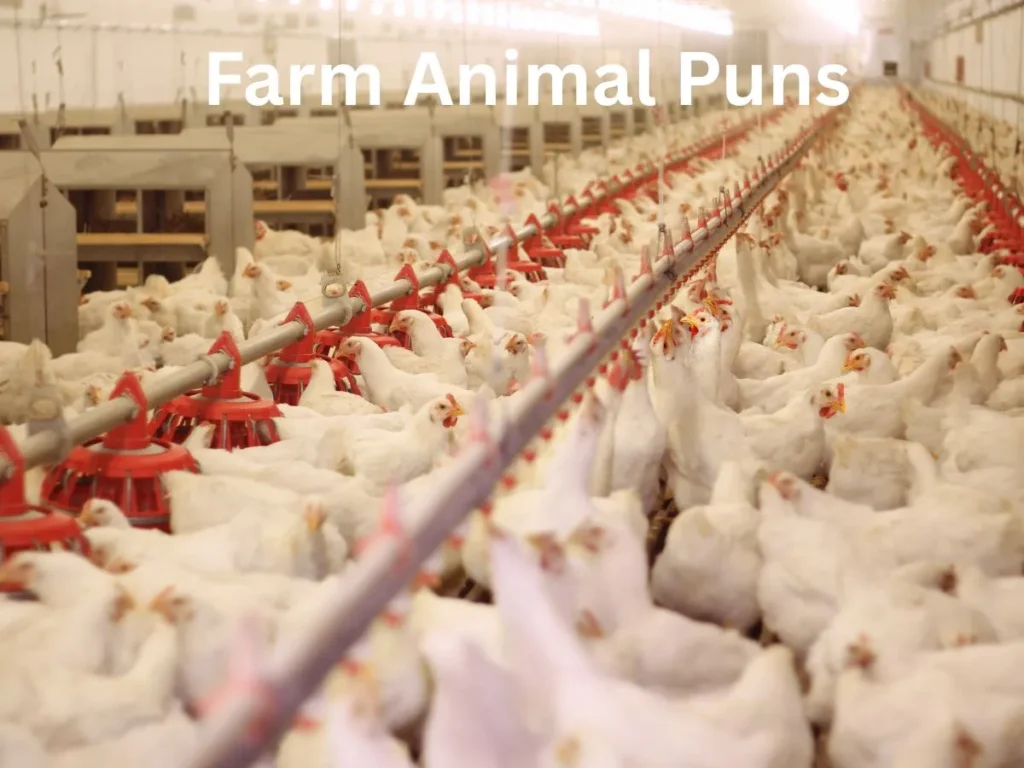 Farm Animal Puns