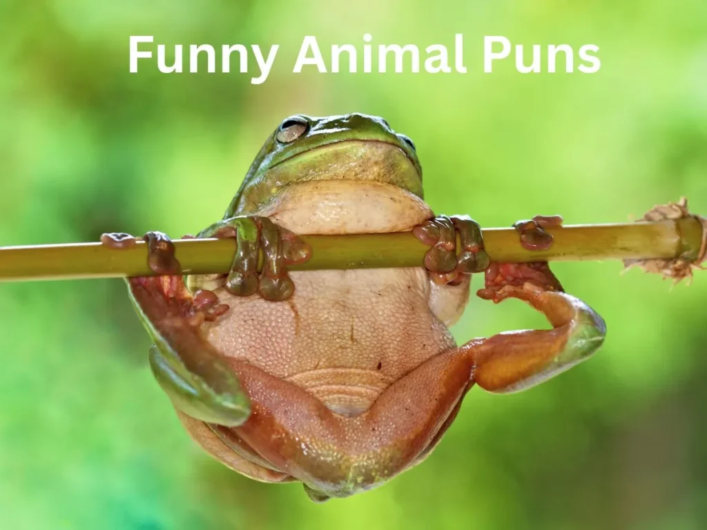 Funny Animal Puns
