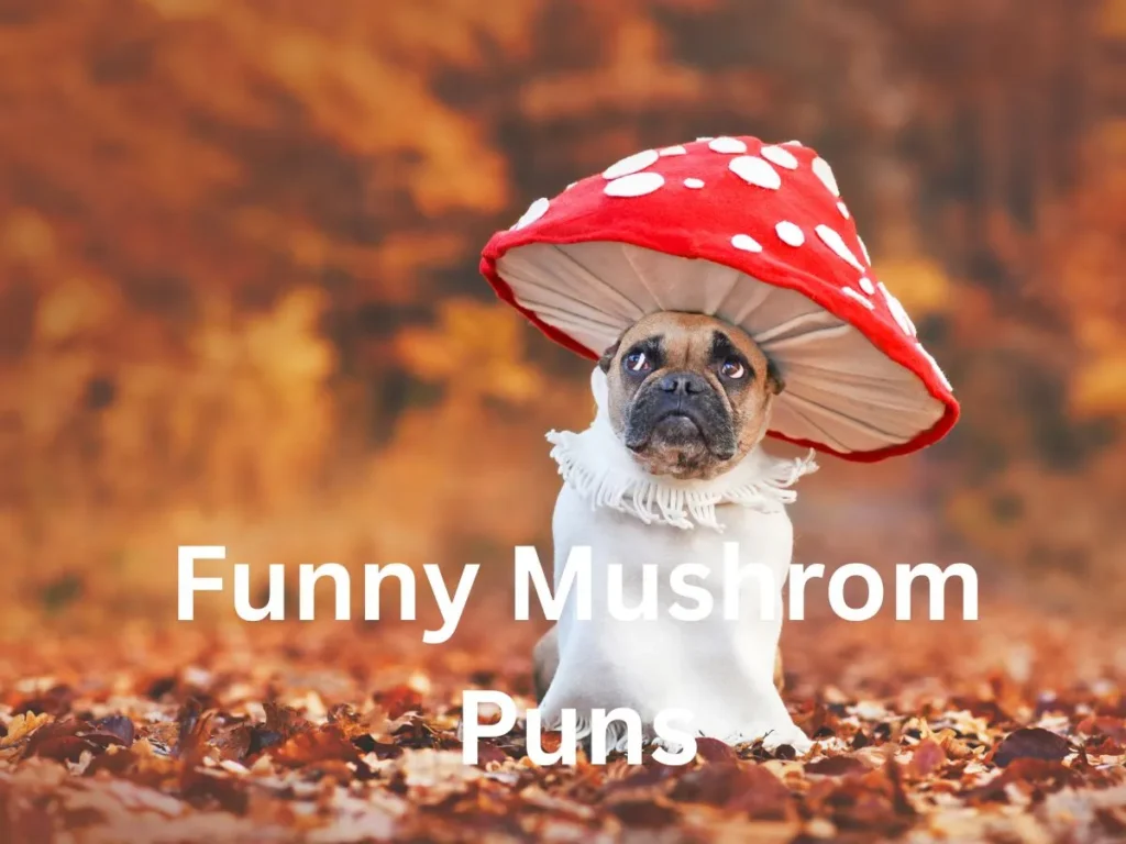 Funny Mushroom Puns