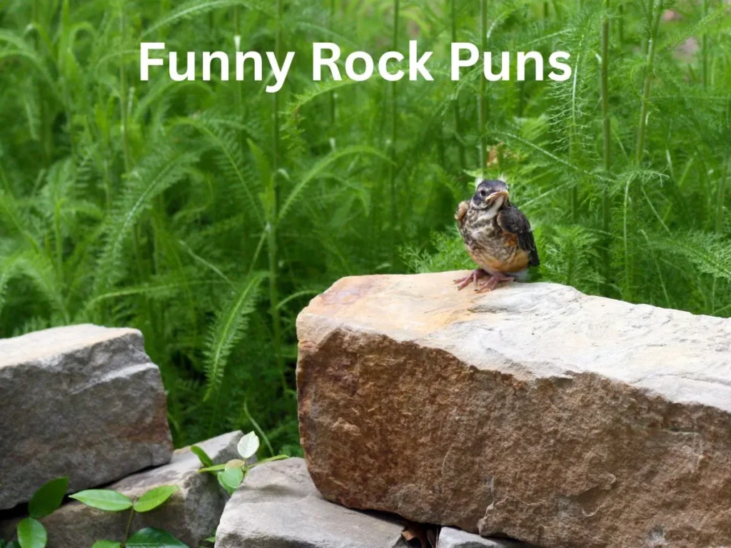 Funny Rock Puns