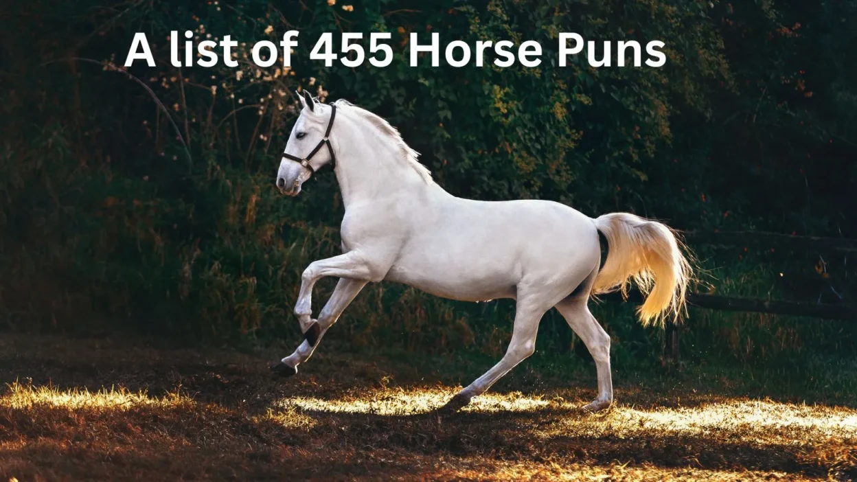 Horse Puns