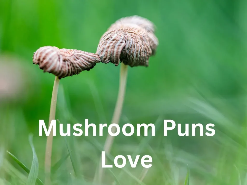 Mushroom Puns Love