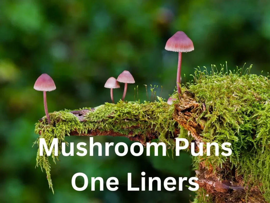 Mushroom Puns One Liners