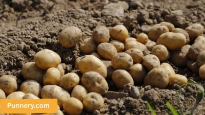 Potato Puns