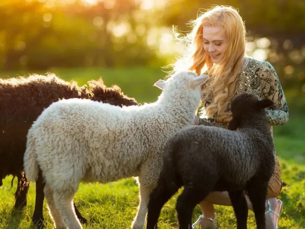 Sheep Puns for Love and Romance