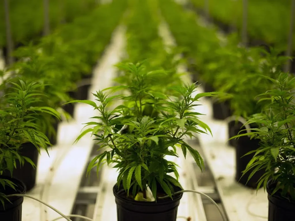 Weed Puns for Positivity and Motivation