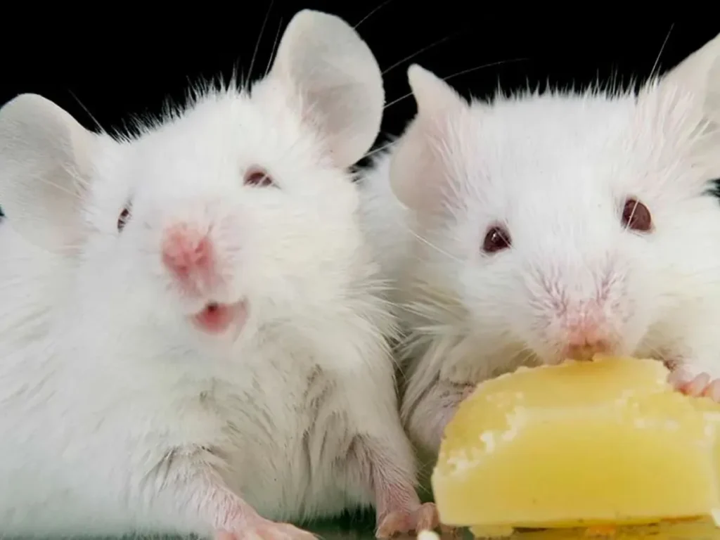 Cheese Themed Mouse Puns People Love