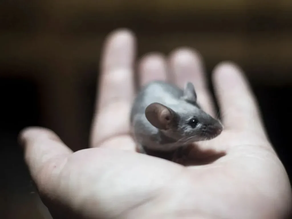 Cute Mouse Puns for Kids & Family Fun