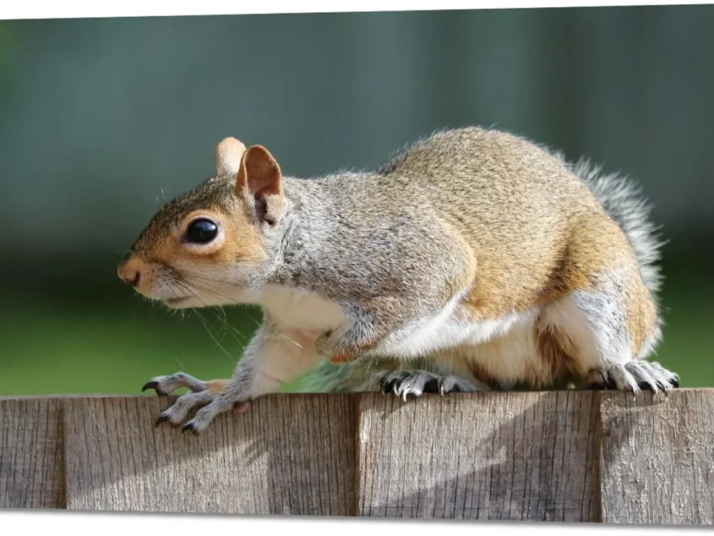 Cute Squirrel Jokes for Kids & Adults