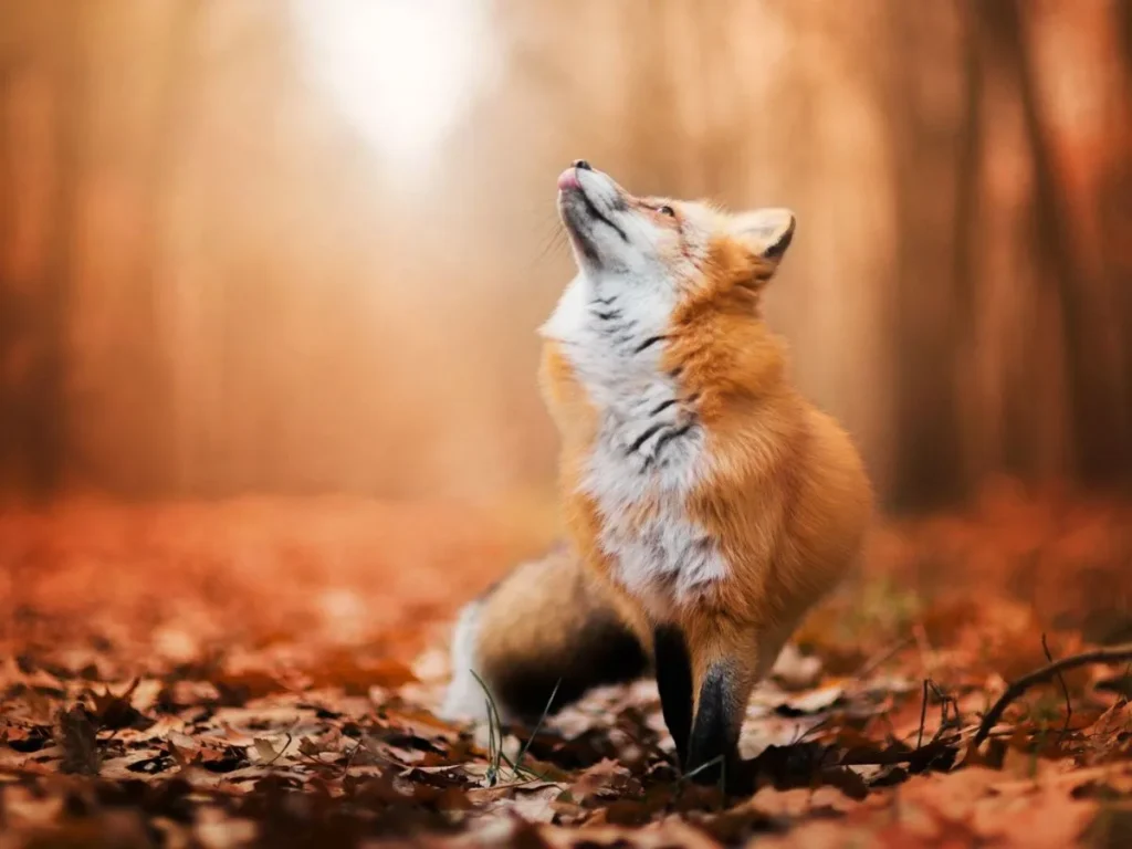 Fox Puns for Instagram Captions