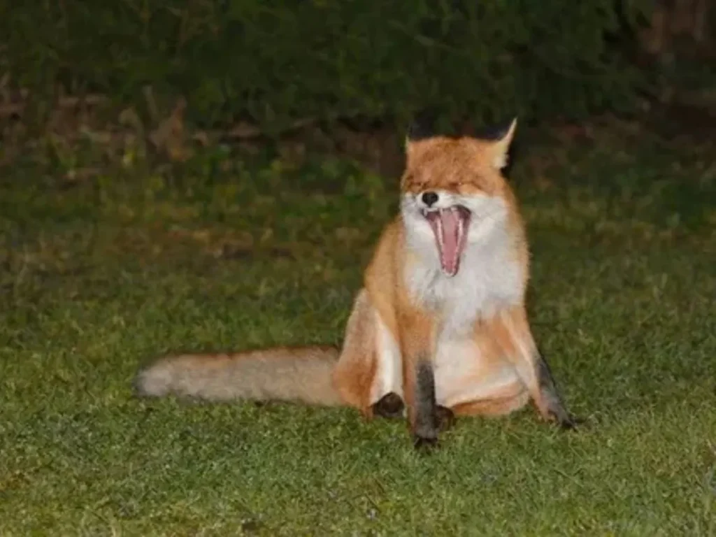 Funny Fox Puns