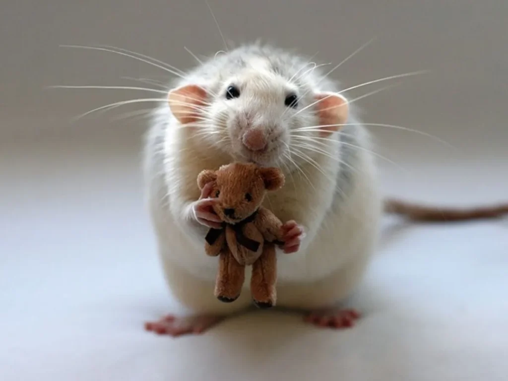 Funny Mouse Puns for Instagram Captions