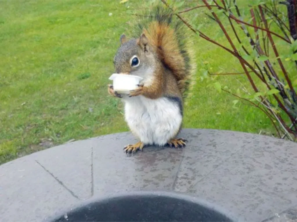 Funny Squirrel Puns for Instagram Captions