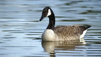 Goose Puns