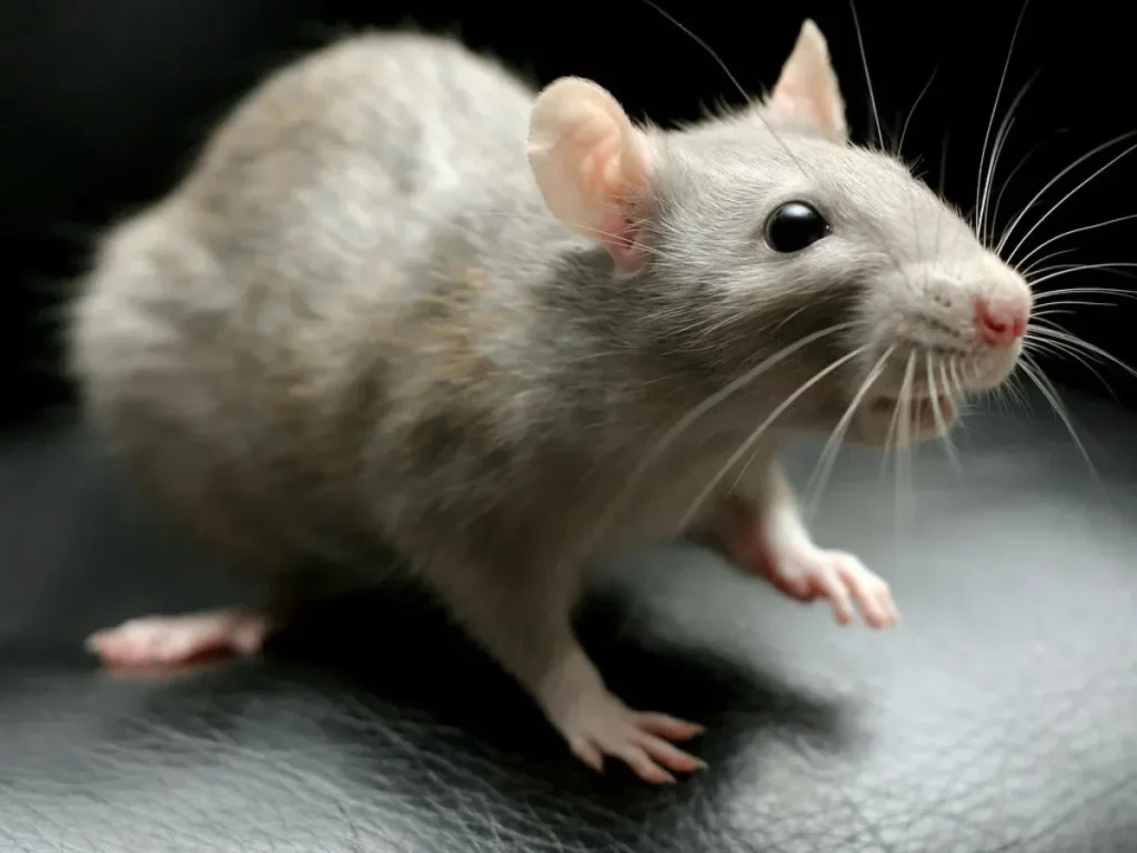 Mouse Puns Perfect for Conversations & Jokes