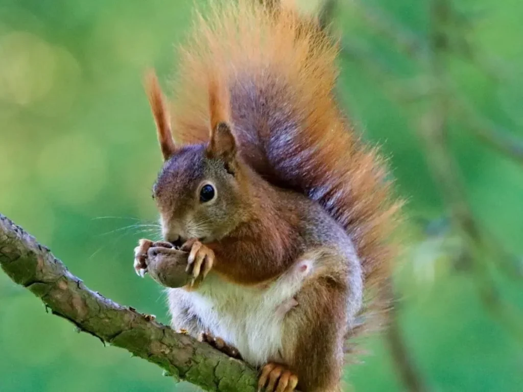 Nut Puns & Wordplay About Squirrels