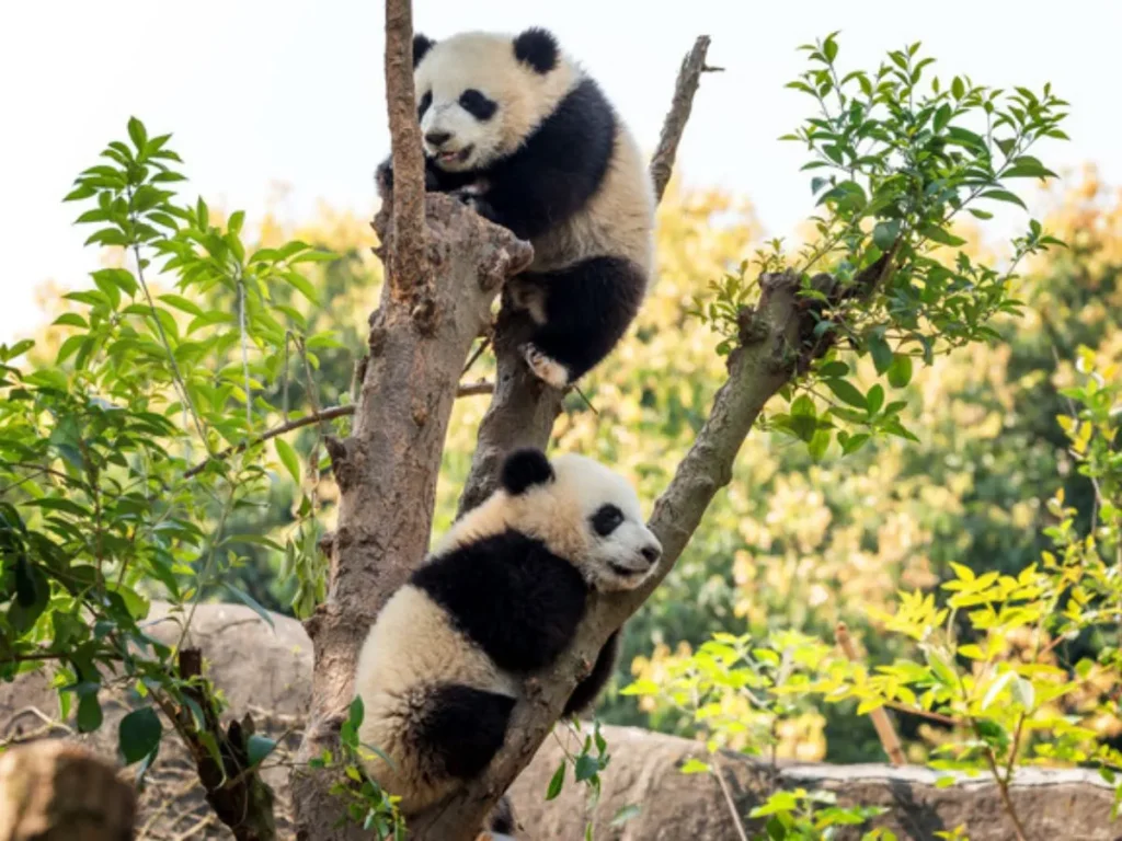 Panda Themed Puns for Everyday Conversations