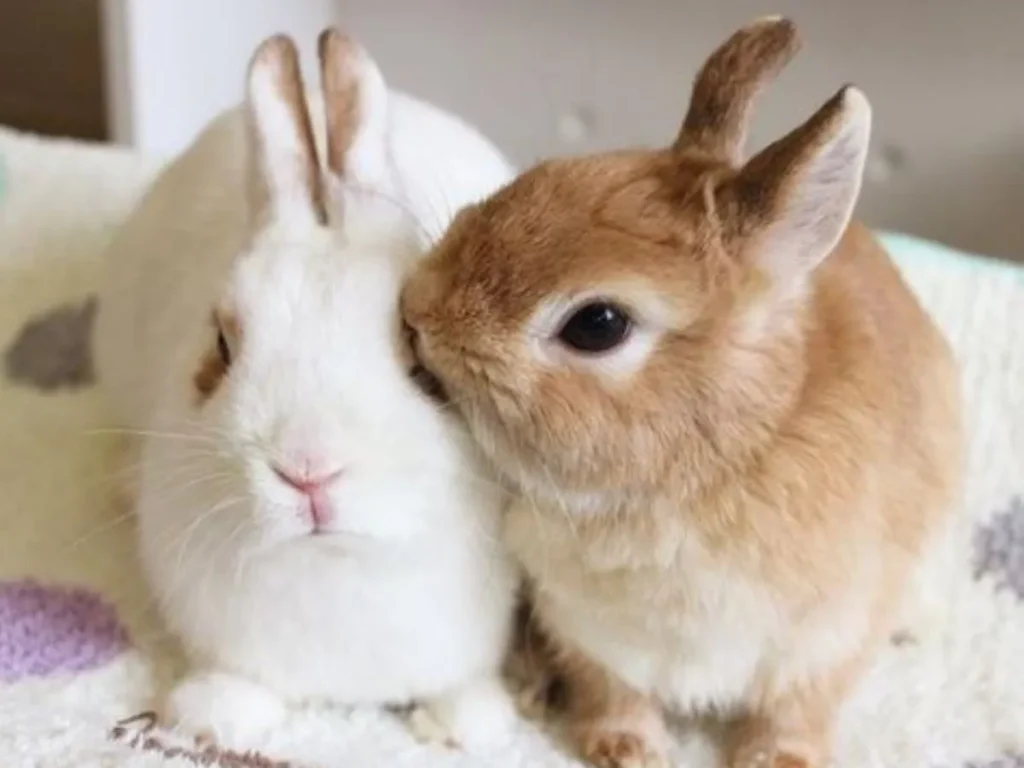 Rabbit Love Puns for Couples