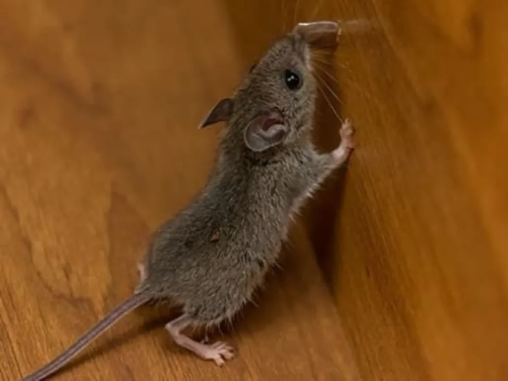 Short and Clever Mouse Puns for Quick Laughs