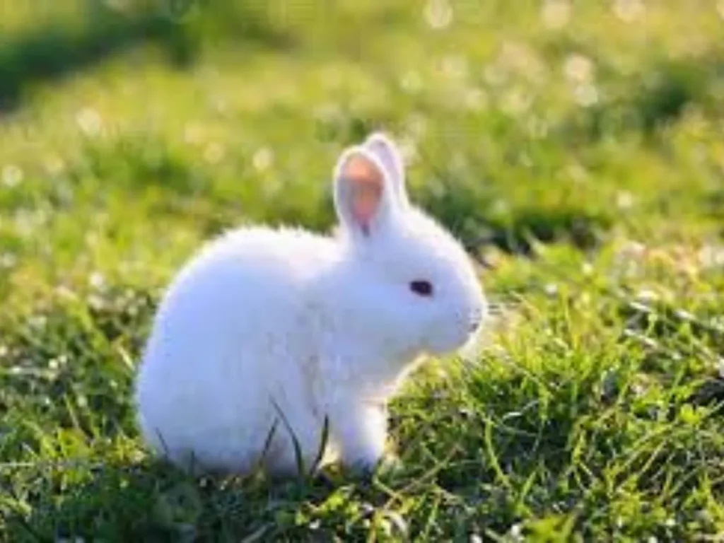 Short and Punny Rabbit One Liners