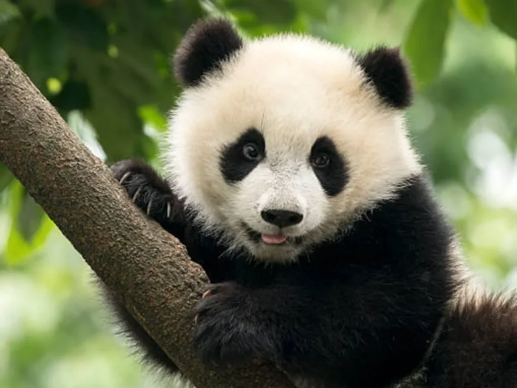 Short Panda Puns for Quick Laughs