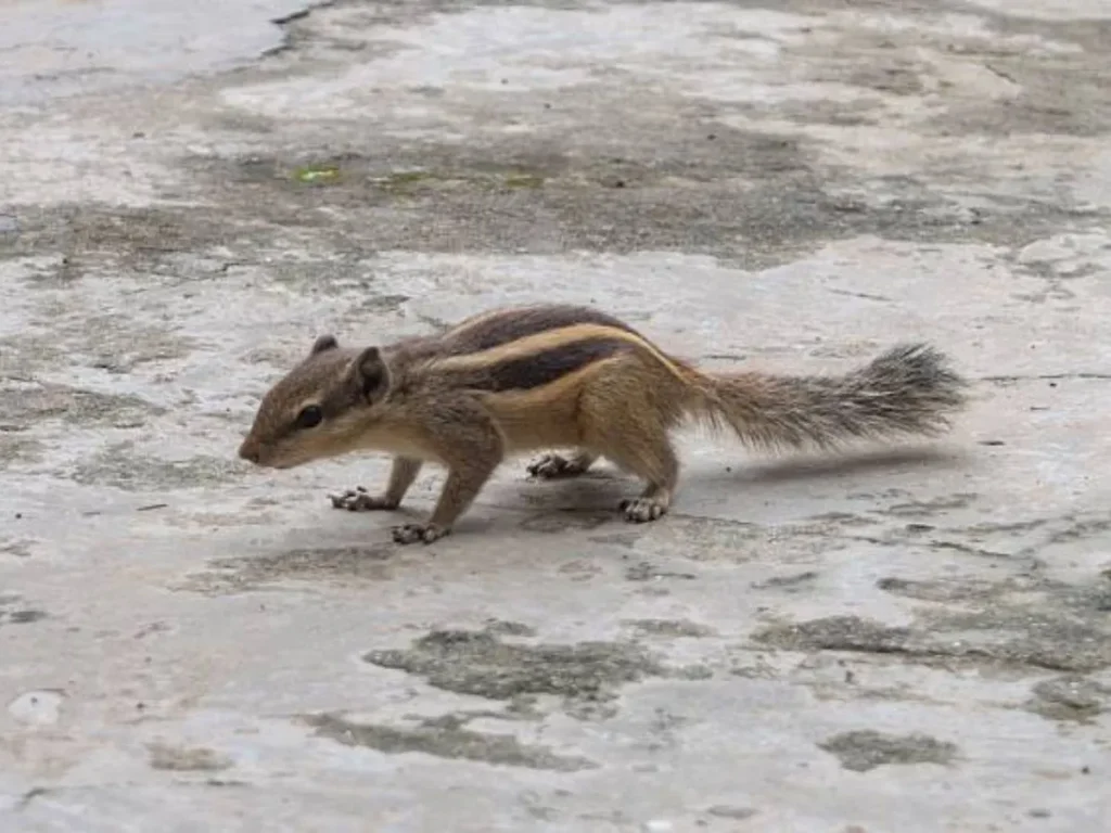 Squirrel One Liners & Comebacks