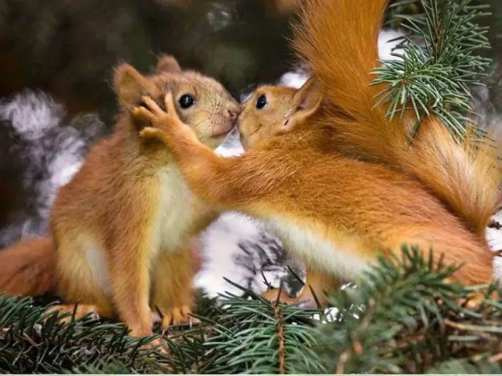 Squirrel Puns for Love & Relationships